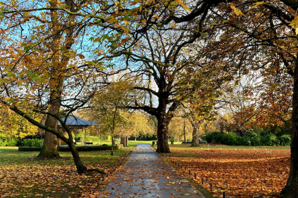 Thanksgiving Pic Of Ststephen S Green